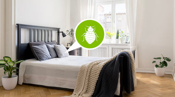 What to Do If You Suspect a Bed Bug Reinfestation