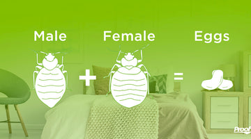 Bed Bug Mating Habits