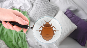 17 Surprising Facts About Bed Bugs